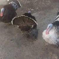 بوقلمون