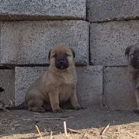 توله سگ* سرابی نسل برتر