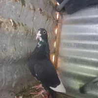 جوجه سی پلنگ