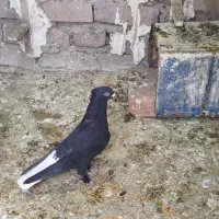 دوتا نر زاغ دمسفید