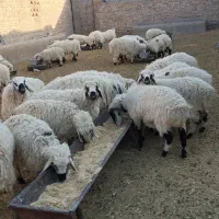 بره پر و چاق|حیوانات مزرعه|کورین, |دیوار