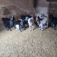 بره و بزغاله خوراک خور میش بز زاییده قوچ چپش