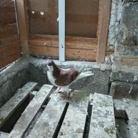 کبوتر|پرنده|بندر کنگان, |دیوار