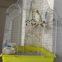 فروش عروس هلندی زیبا|پرنده|خرم‌آباد (تنکابن), |دیوار