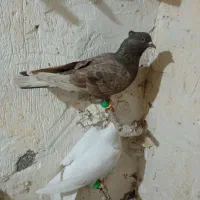 کبوتر|پرنده|فاروج, |دیوار