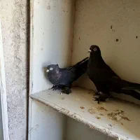 کبوتر|پرنده|آذرشهر, |دیوار