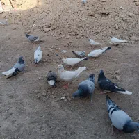 جابه جایی