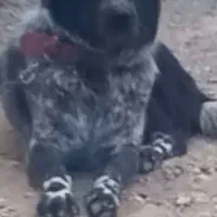 واگزاری نر ولاس قدرجونی|سگ|رودشت (اصفهان), |دیوار