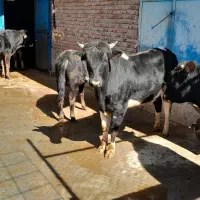 ۱۰سر گوساله نر