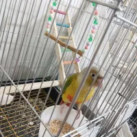 طوطی گیرینچیک رام دستی بازیگوش