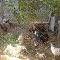 خروس و مرغ تخمی و بوقلمون|حیوانات مزرعه|شریف‌آباد, |دیوار