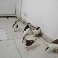 کبوتر 3 تا چپ