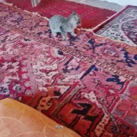 گربه کوچلو|گربه|ارومیه, |دیوار