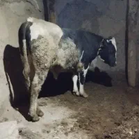 گوساله چاق
