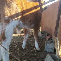 گوساله قرمز نر|حیوانات مزرعه|گمیشان, |دیوار