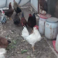 خروس ریشو|حیوانات مزرعه|ورامین, قويينک زهری|دیوار