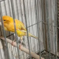 قناری نر مست ماده اماده|پرنده|شیراز, دست خضر|دیوار