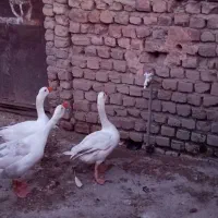 غاز و جوجه|حیوانات مزرعه|سیلاخور, |دیوار