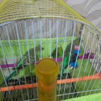 سه عدد مرغ عشق