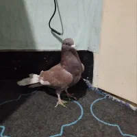 نر سرخ غریب|حیوانات|شاهرود, |دیوار