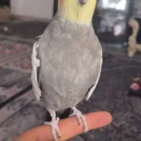 عروس هلندی نر سخنگو