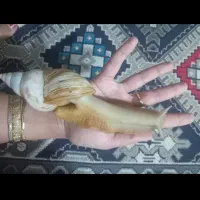 حلزون آچاتینا