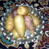 زردک شیرین و آبدار