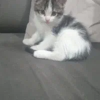 واگذاری گربه