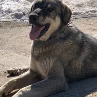 توله سگ پژدر 9ماهه