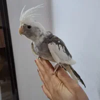 عروس هلندی البینو نر ۴ ماهه