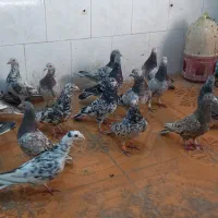 کبوتر دورگ باهمن ۲۰ تاهستن