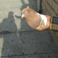 کبوتر|پرنده|مریوان, |دیوار