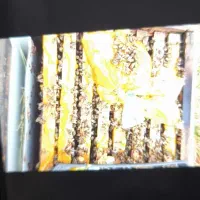 تهداد پنج کندو دست دوم