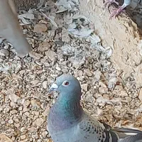 کبوترپلاکی اصیل|پرنده|گچی, |دیوار