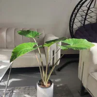 گیاه بابا آدم یا الوکازیا