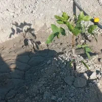 فروش رایگان پیوندک پسته