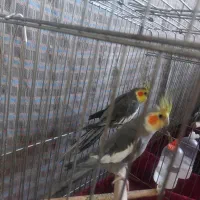 عروس هلندی لوتینو و سینامون|پرنده|قدس, شهرقدس|دیوار