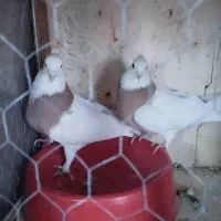 کفتر|پرنده|آباده, |دیوار