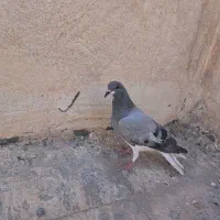 کبوتر خرقه و پلاکی