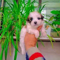 توله سگ شیتزو پامر با شناسنامه