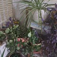 گلدان|گل و گیاه طبیعی|خمینی‌شهر, |دیوار