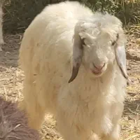 دو عدد بره سبک نر
