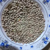 فروش عدس
