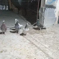 پلاکی