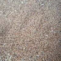 گندم برای بذر ونان
