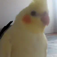 عروس هلندی لوتینو