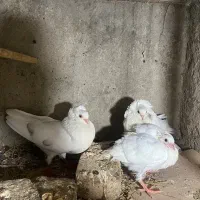 کفتر یا کبوتر