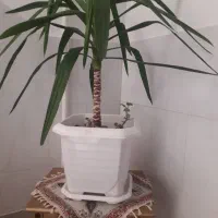 گل طبیعی با گلدان نو|گل و گیاه طبیعی|زنجان, |دیوار