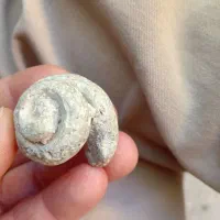 سنگ فسیل|کلکسیون اشیاء عتیقه|شیراز, رکن‌آباد|دیوار