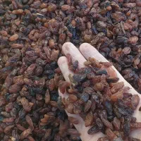 کشمش|خوردنی و آشامیدنی|مشهد, هنرور|دیوار